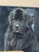 ニューファンドランド【・女の子・2022年9月24日・ブラック】