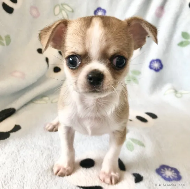 渡邉 様のお迎えした子犬