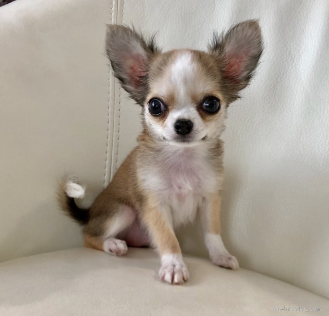 チワワ ロング 東京都 女の子 19年5月14日 レッドアンドホワイト まん丸目 キツネ色の可愛い女の子 みんなのブリーダー 子犬id 1906 チワワ ロング 東京都 女の子 19年5月14日 レッドアンドホワイト まん丸目 キツネ色の可愛い女の子 みんなのブリーダー 子犬id 1906