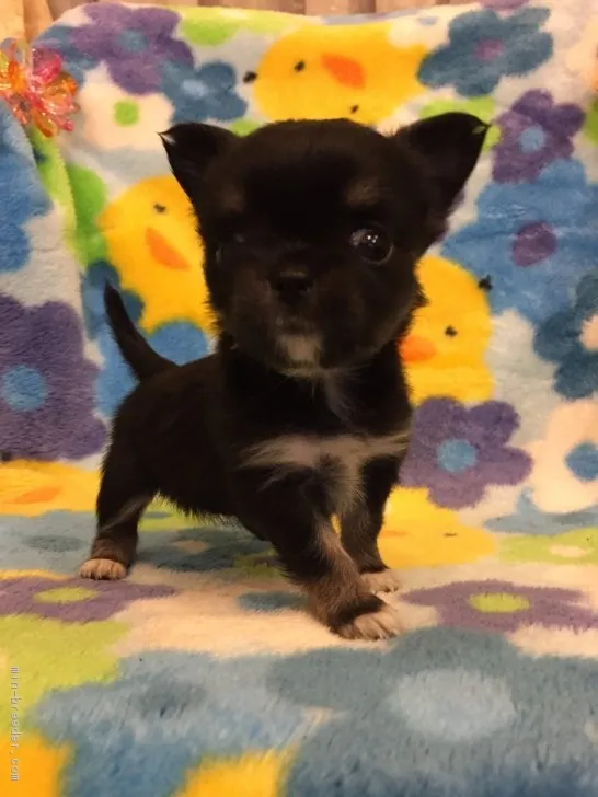 ID：1702-01819の子犬