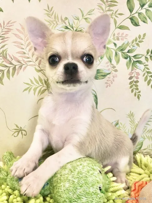 ID：2110-00348の子犬