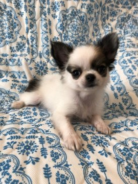 チワワ(ロング)【東京都・女の子・2019年7月17日・ホワイトアンドレッド】の写真「小さめ、可愛い女の子」