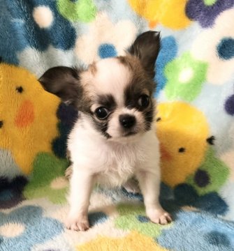 チワワ(ロング)【東京都・女の子・2020年12月2日・ホワイトアンドレッド】の写真「お顔が大きい可愛い子」