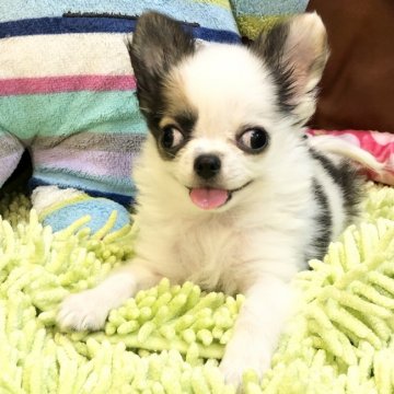 チワワ(ロング)【東京都・男の子・2021年7月6日・ホワイトアンドブラック】の写真「太めのふわふわ男の子」