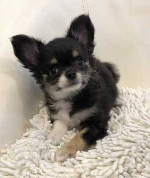 チワワ(ロング)【東京都・女の子・2022年2月20日・ブラックタン】の写真「元気な女の子です。」