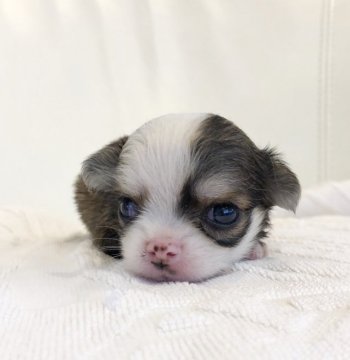 チワワ(ロング)【東京都・女の子・2020年6月20日・レッドアンドホワイト】の写真「とても小さい女の子」