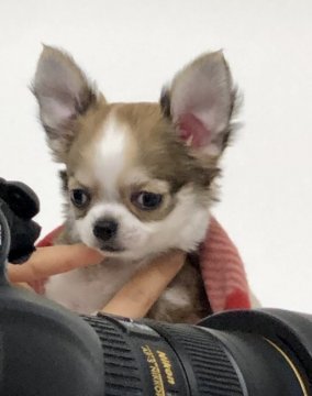 チワワ(ロング)【東京都・女の子・2019年3月17日・レッドアンドホワイト】の写真「可愛いズングリ姫」