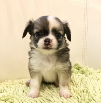 チワワ(ロング)【東京都・男の子・2020年6月20日・レッドアンドホワイト】の写真「キラキラ目が可愛い男の子」