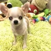 チワワ(スムース)【東京都・男の子・2022年6月11日・ホワイトアンドフォーン】の写真1