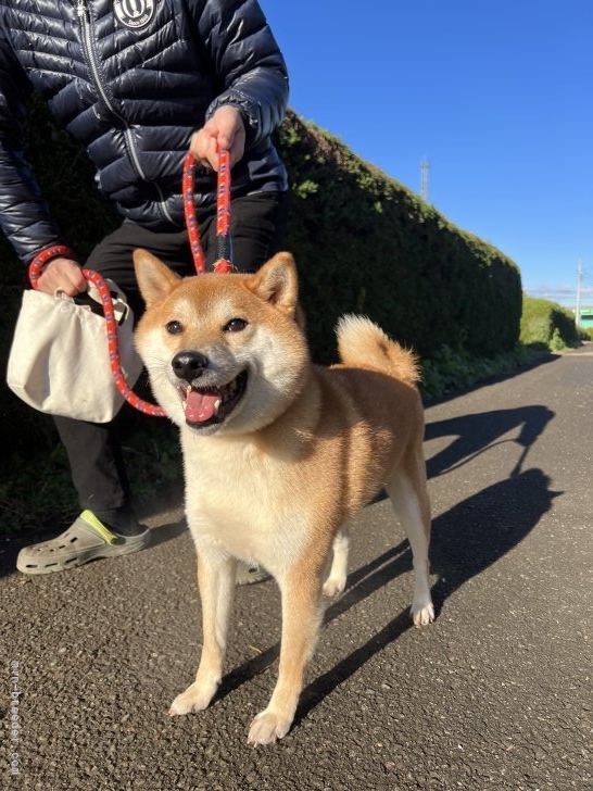 木村敏美ブリーダーのブログ：柴犬の里親募集中