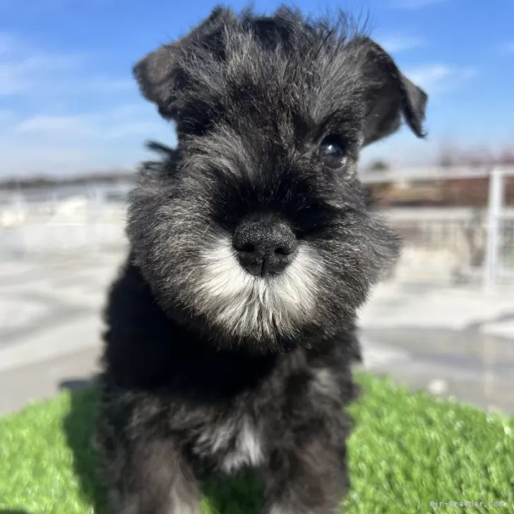 ID:2412-04011の子犬