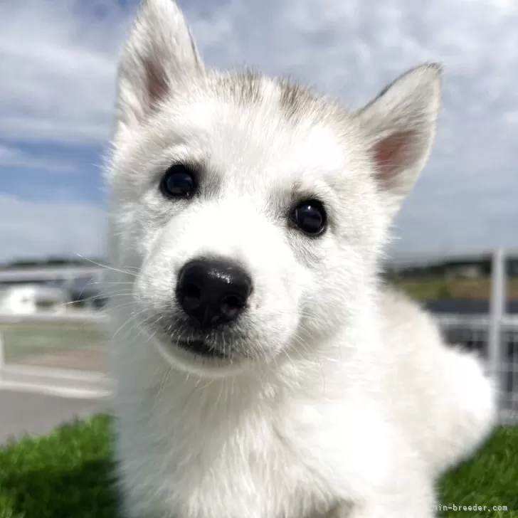 ID：2509-08087の子犬