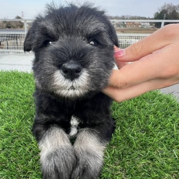 ミニチュアシュナウザー【埼玉県・男の子・2025年2月6日・ソルト&ペッパー】の写真「イケメン君の優しい子」