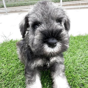 ミニチュアシュナウザー【埼玉県・女の子・2025年6月20日・ソルト&ペッパー】の写真「両親犬優秀血統　優しい子」