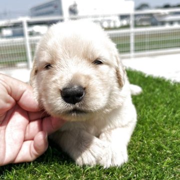 ゴールデンレトリバー【埼玉県・男の子・2025年6月30日・ゴールデン】の写真「両親犬優秀血統　優しいお顔です」