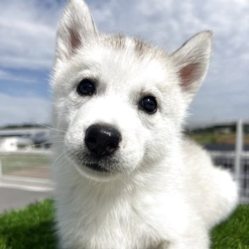 シベリアンハスキー【埼玉県・女の子・2025年8月18日・シルバー&ホワイト】の写真「優しいお顔の女の子」