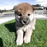 柴犬(標準サイズ)