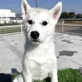 シベリアンハスキー