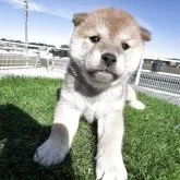 柴犬(標準サイズ)