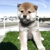 柴犬(標準サイズ)