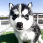 シベリアンハスキー