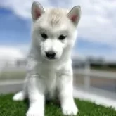 シベリアンハスキー【埼玉県・女の子・2025年8月18日・シルバー&ホワイト】の写真3