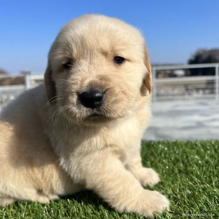 ID：2312-06854の子犬