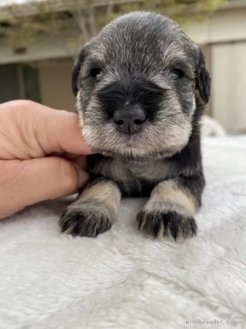 ID：2104-00428の子犬