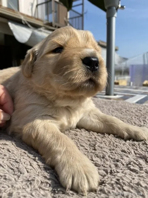 ID：2103-00801の子犬