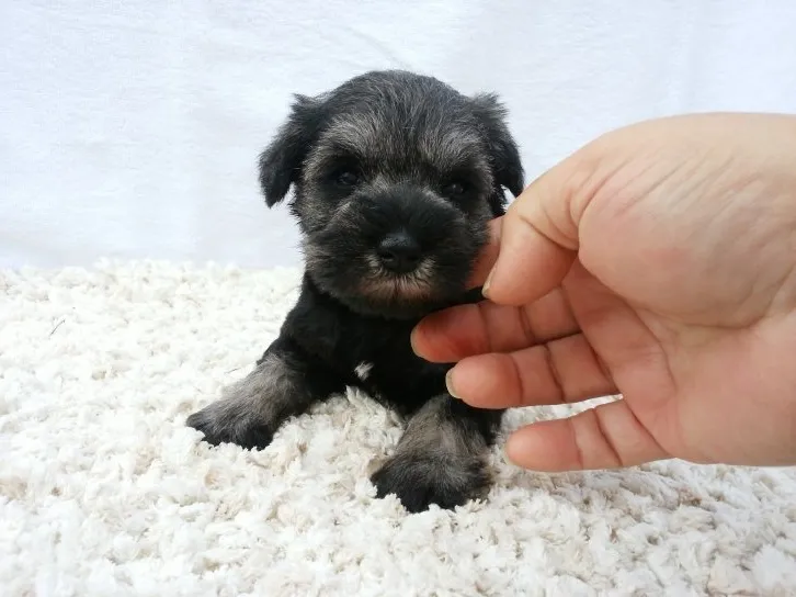 ID：1609-00851の子犬