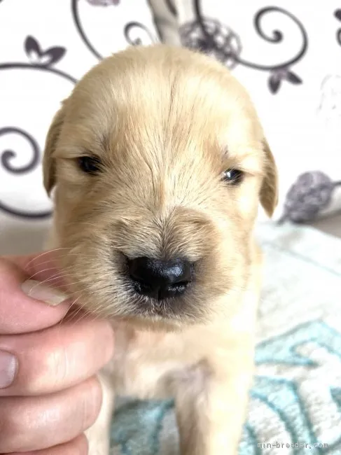 ひろし 様のお迎えした子犬