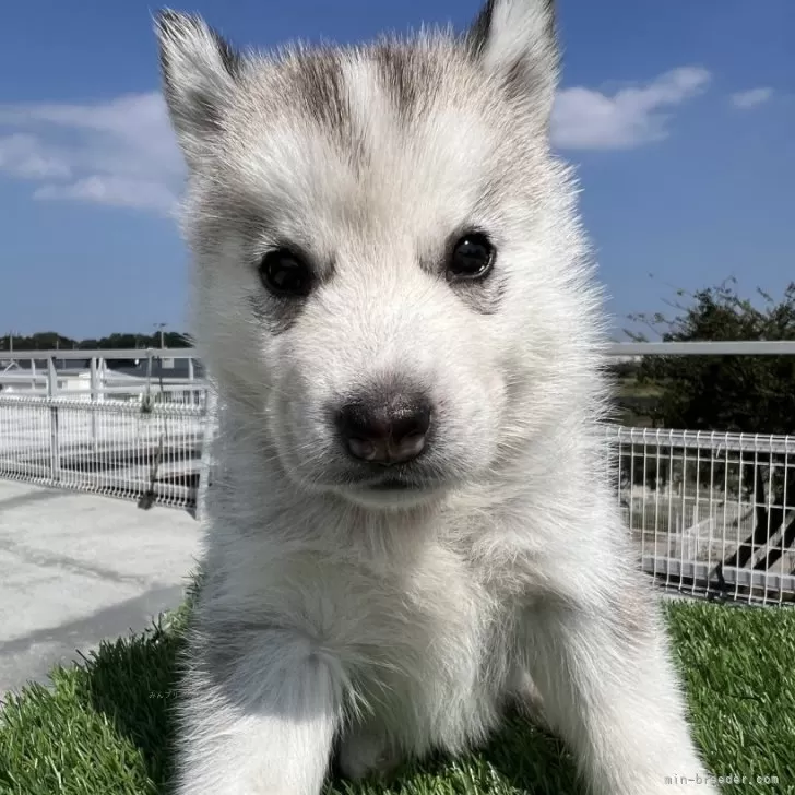 ID:2410-00301の子犬