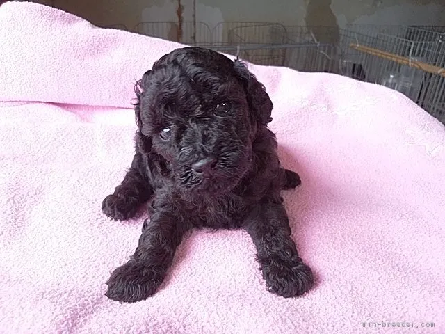 ID:1808-00922の子犬