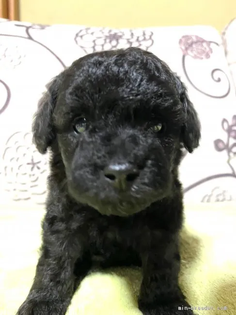 ID：2009-00217の子犬