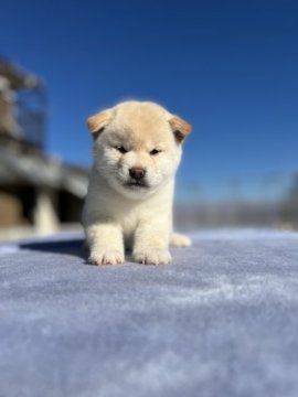 柴犬(標準サイズ)【埼玉県・女の子・2021年11月4日・白】の写真「クリスマスキャンペーン」