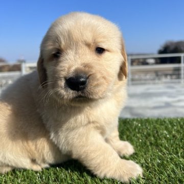 ゴールデンレトリバー【埼玉県・女の子・2023年12月2日・ゴールデン】の写真「2024初売り感謝祭」