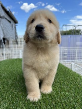 ゴールデンレトリバー【埼玉県・男の子・2022年3月6日・ゴ-ルデン】の写真「両親犬優秀血統」