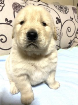 ゴールデンレトリバー【埼玉県・男の子・2020年10月30日・ゴールデン】の写真「両親犬共に優秀血統」