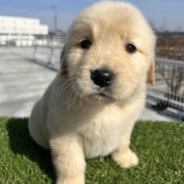 ゴールデンレトリバー【埼玉県・女の子・2023年1月20日・ゴールデン】の写真「創立記念キャンペーン価格」