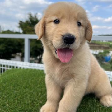 ゴールデンレトリバー【埼玉県・女の子・2022年7月16日・ゴ-ルデン】の写真「両親犬優秀血統」