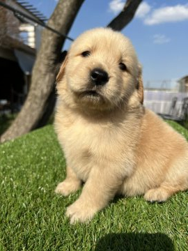 ゴールデンレトリバー【埼玉県・女の子・2022年3月6日・ゴ-ルデン】の写真「両親犬優秀血統」