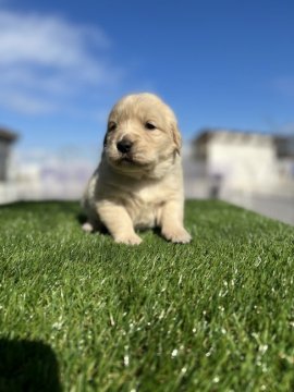 ゴールデンレトリバー【埼玉県・女の子・2022年1月25日・ゴールデン】の写真「両親犬優秀血統」