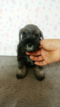 ミニチュアシュナウザー【埼玉県・女の子・2016年6月6日・ソルト&ペッパー】の写真「」