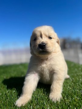 ゴールデンレトリバー【埼玉県・女の子・2022年1月25日・ゴールデン】の写真「両親犬共に優秀血統」