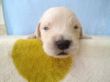 ゴールデンレトリバー【埼玉県・男の子・2020年4月28日・ゴールデン】の写真「両親犬共に優秀血統」