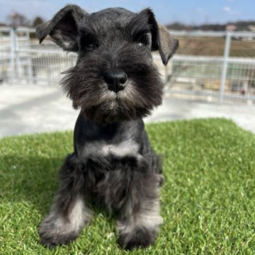 ミニチュアシュナウザー【埼玉県・男の子・2023年11月21日・ソルト&ペッパー】の写真「創立記念キャンペーン」