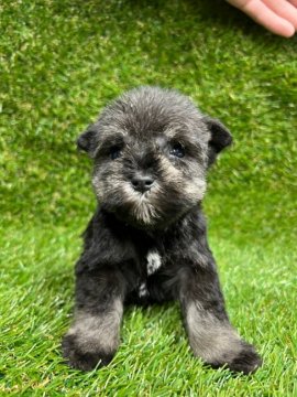 ミニチュアシュナウザー【埼玉県・女の子・2022年1月25日・ソルト&ペッパー】の写真「両親犬優秀血統」