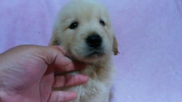 ゴールデンレトリバー【埼玉県・女の子・2016年6月9日・ゴールデン】の写真「」