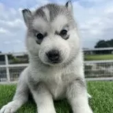 シベリアンハスキー【埼玉県・男の子・2024年8月31日・シルバー&ホワイト】の写真1