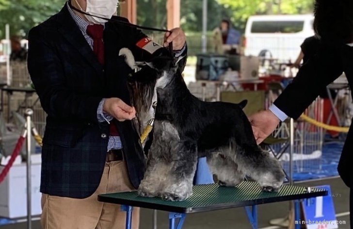 ミニチュアシュナウザー【・男の子・2019年1月22日・ブラック＆シルバー】